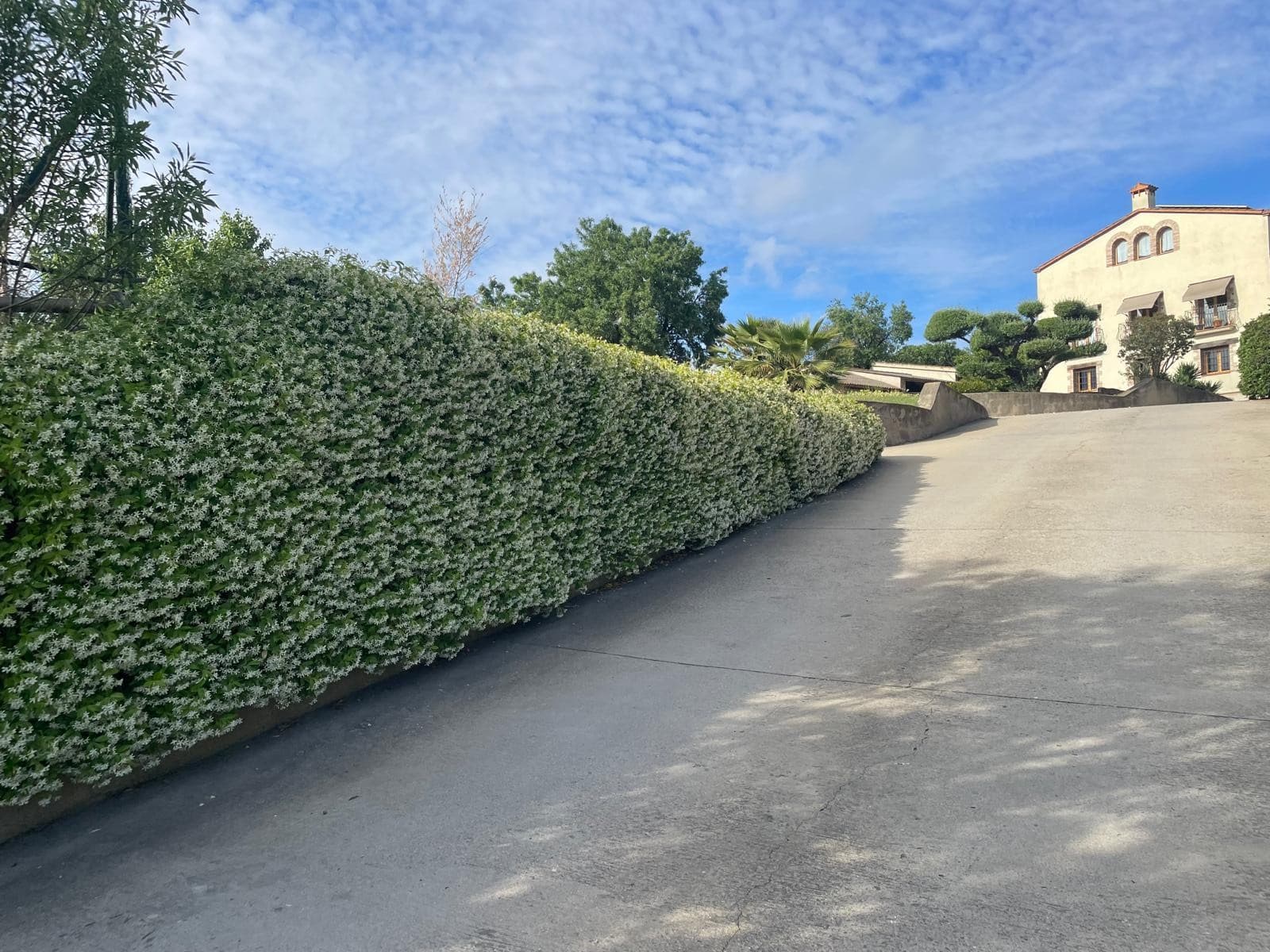 gessamins de l'entrada